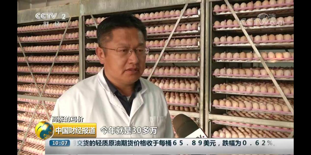 CCTV-2财经频道 走进大地牧业 探寻毛鸡供不应求背后原因(图1)